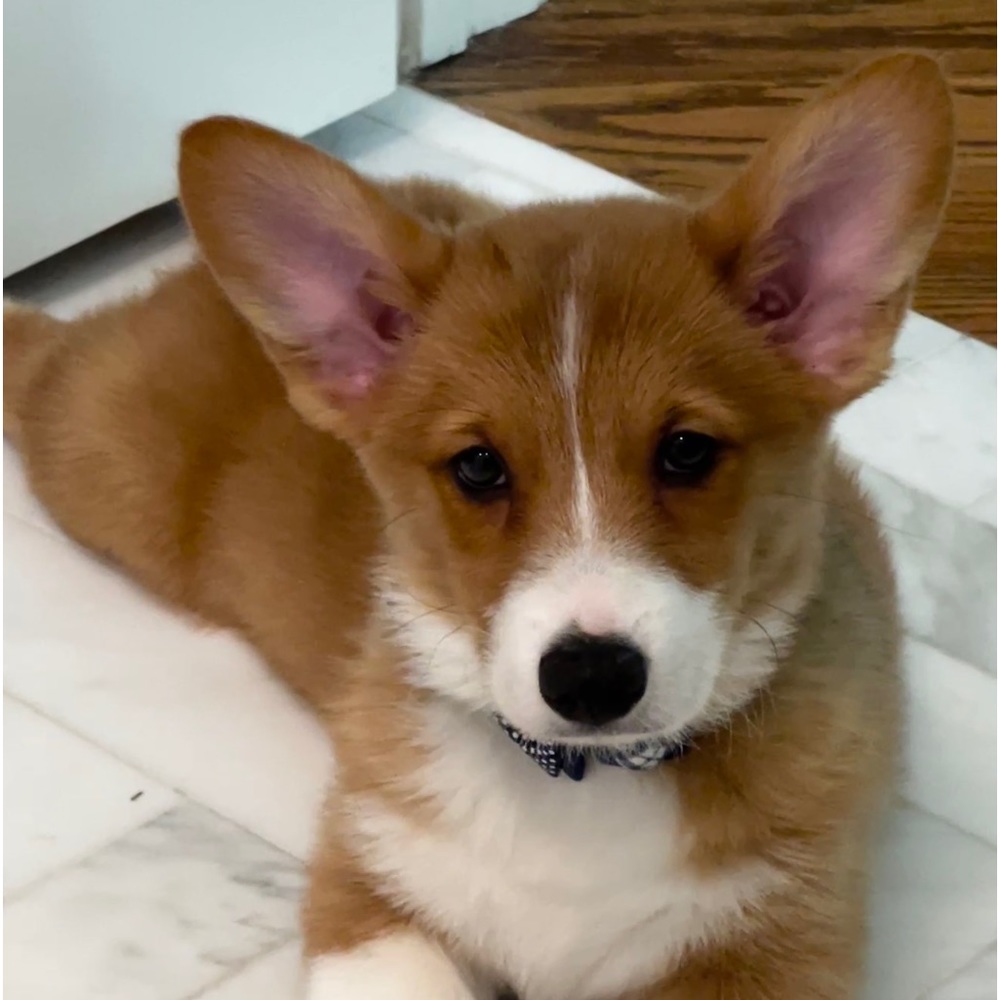 Meet your Posher, Tammy